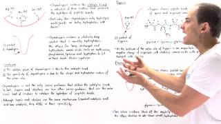 Specificity of Serine Proteases Chymotrypsin Trypsin and Elastase [upl. by Repsaj]