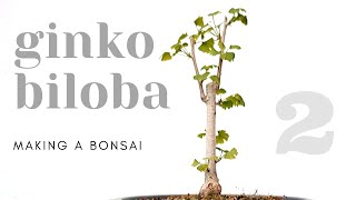 Ginkgo Biloba Bonsai  Repotting 2 [upl. by Pepper843]