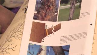 Gardening Tips  How to Prune a Nanking Cherry [upl. by Hsakiv]