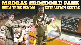 Snake Venom Extraction at Crocodile Bank  Madras Crocodile Park  Sandy Vlogs [upl. by Jala]