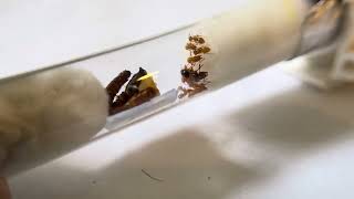 Lasius Claviger 13 host colony 31724 [upl. by Anica311]