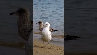 🤍 Ring billed gull bird 🤍 [upl. by Gerstein]