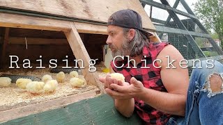 RAISING CHICKENS TO HAVE MEAT FOR WINTER offgridDAVID [upl. by Norred]