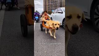 Dog chauffeur 🐕New Viral Gadgets Smart Appliances Kitchen Utensils Home Inventions [upl. by Aliek]