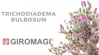 Trichodiadema bulbosum [upl. by Tadich]