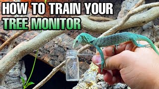 HOW TO TAME TREE MONITOR LIZARDS Varanus prasinus [upl. by Anehc]