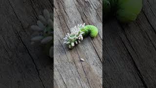 Tobacco Hornworm and Braconid Wasp Cocoons eating my pet worm [upl. by Anoik]