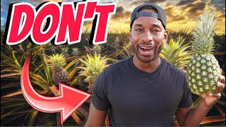 DO NOT DO THIS TO GROW PINEAPPLES  MUST WATCH [upl. by Francklin720]