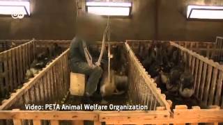 France Foie Gras vs Animal Welfare  European Journal [upl. by Esalb250]