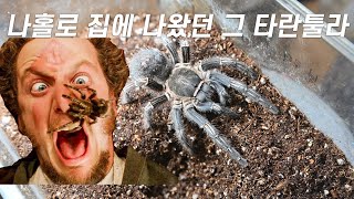 코스타리칸 제브라Aphonopelma seemanni [upl. by Akinorev137]