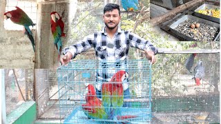 Surprisingly Red amp green macaw breeding pair came to our big parrot Aviary [upl. by Russian]