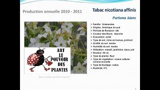 Tabac nicotiana affinis Parfume blanc plante annuelle [upl. by Hakceber]