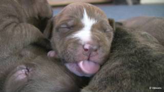 Mias 2 Week Old Pit Bull Puppies in HD [upl. by Gordy]