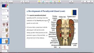 Development of parathyroid gland [upl. by Bove222]