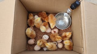 How to make an incubator at home and hatch chickens eggs [upl. by Shari]