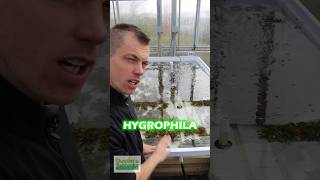 NEW HYGROPHILA CORYMBOSA COMPACTA BASIN PART 1 [upl. by Atoked]