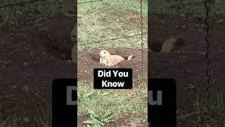 Prairie Dogs Make CUTE Sounds animalfacts animals funfacts prairiedog [upl. by Vassili]