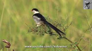 Bird Call PINTAILED WHYDAH [upl. by Auehsoj]