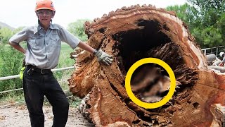 Boy Cuts Down Old Tree – What He Found Inside The Trunk Shocked The Whole World [upl. by Darius]