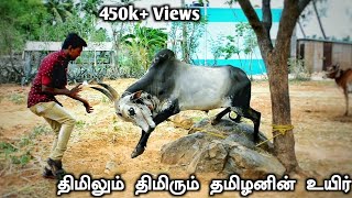 Jallikattu Kaalai Traning amp How its preparing Manju Virattu Kaalai  தர்மபுரி [upl. by Ydiarf]