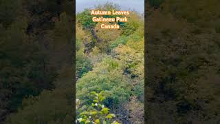 Autumn Leaves  Gatineau Park autumn autumnleaf gatineau fallseason ottawatourism ottawa [upl. by Anayad]