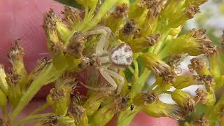 Michigan Crab Spider [upl. by Thomasina78]