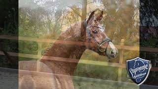 MARLEY 2021 Gelding by Marc Cain [upl. by Scherle]