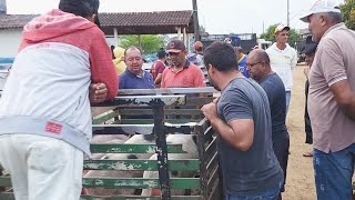 FEIRA DE SUÃNOS CUPIRAPE ALÃ‰M DE CAPRINOS E OVINOS 03072024 nordeste [upl. by Cissiee]