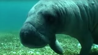 Swimming with a Manatee  Dive Caribbean  BBC Earth [upl. by Mulcahy]