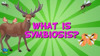 WHAT IS SYMBIOSIS  Educational Videos for Kids [upl. by Shipp379]