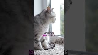 Satisfaire un chat aventurier en appartement [upl. by Care911]