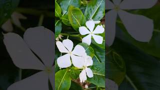 Periwinkle flower നിത്യകല്യാണി [upl. by Aissert]