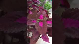 Indoor plant youtubeshorts garden indoor plant ytshorts [upl. by Martica]