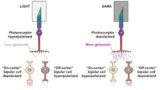 Receptive Fields and ONOFF Center Bipolar Cells [upl. by Kolb216]