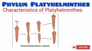 Phylum Platyhelminthes updated [upl. by Brendin]