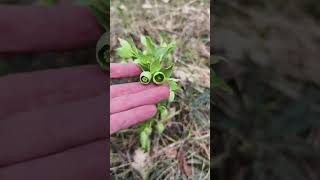 Está planta indica que aquí no vas a encontrar seta de marzo Hygrophorus marzuolus eléboro fétido [upl. by Hiamerej85]