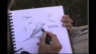 How to Sketch Birds [upl. by Hplodnar]