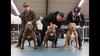 A day at the bully show in the Netherlands with some great dogs [upl. by Anileda]