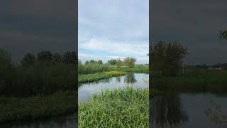 A beautiful little pond is attacked by a swarm of midges nature relax relaxing [upl. by Estrellita693]