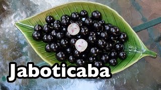 All About Jaboticaba the tree grape from Brazil [upl. by Kired75]