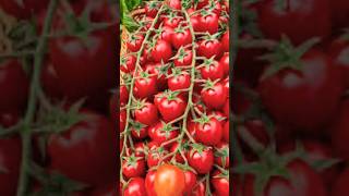 New Tomato Tree Planting Methods to Harvesting Tomatos shorts satisfying farming [upl. by Parsifal]