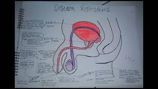 Organ Reproduksi Manusia [upl. by Cohl]