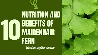 10 Medical Uses and Health Benefits of Maidenhair Fern Adiantum capillusveneris [upl. by Nikral]