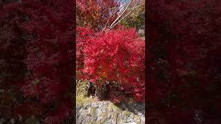 Nikko Autumn leaves [upl. by Cassaundra]