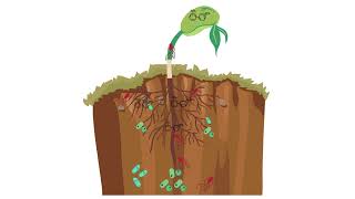 Endophytic Bacterial Colonization Recruitment [upl. by Leibrag270]