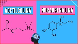 👉ACETILCOLINA ¿Qué es la Acetilcolina  ✅¿Qué es la Norepinefrina  🧠¿Qué es la Noradrenalina [upl. by Olva778]