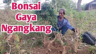 Gass Lagi  Berburu Bakalan Bonsai Calon Juara [upl. by Sauer]