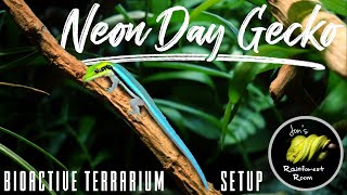 Setting Up A Neon Day Gecko Bioactive Terrarium Phelsuma Klemmeri [upl. by Elisha]