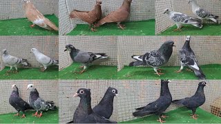 gugrathi 👉 available  sabas zarath humar love birds 📞 8686540011 hyderabad telangana state [upl. by Ailed18]