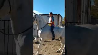 white huge horse riding by beautiful girl 🐎 [upl. by Katlaps]